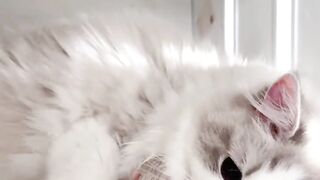 Cat Trying to Catch Snowflakes! ❄️ 23