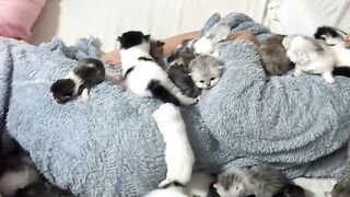 Cat Stealing Owner's Socks! 12