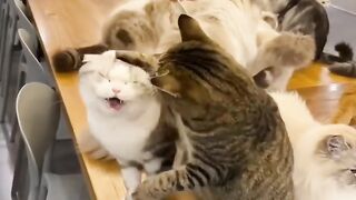 Cat Watching a Horror Movie! 12
