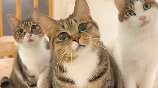 Cat Discovers the Ceiling Fan! 11