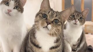Cat Trying to Drink from a Straw! 23