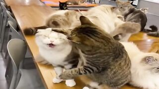 Kitten's First Time Trying Wet Food! 12