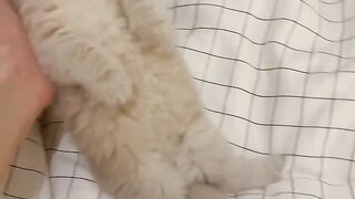 Cat Sleeping in a Hammock! 12