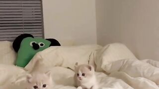 Cat Begging for a Piece of Ham! 12