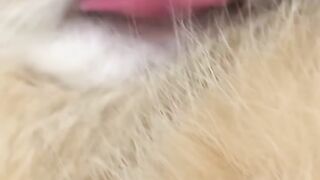 Cat Trying to Open the Door Knob! 12