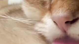 Cat Covered in Static Electricity! 11