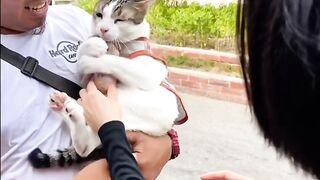 Cat Meowing "No" to the Vet! 11
