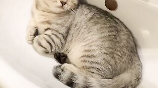 Cat Getting a Brain Freeze from Popsicle! 8