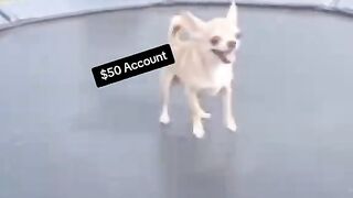Funny video