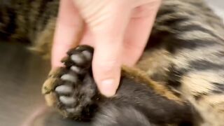 Cat Jumping into a Pile of Leaves! 11