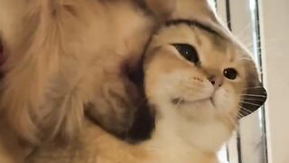 Cat Staring at a Ghost in the Hallway! 9