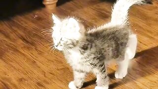 Cat Refusing to Give Up the Remote! 10