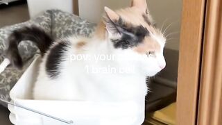Kitten Learning to Meow! 🥺 11