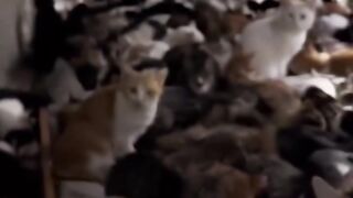 Cat Stealing a Hair Tie! 12