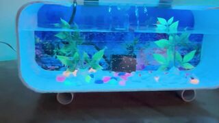 The mini aquarium