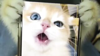 Cat Hugging a Dog to Sleep! 11