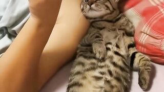 Cat Trying to Dig through the Blanket! 10