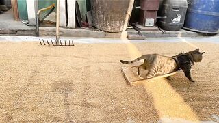 Cat Meets a Hedgehog! 🦔 11
