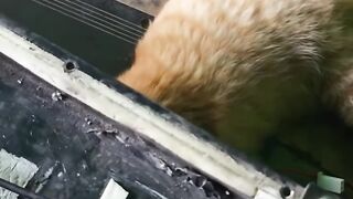Cat Begging for Belly Rubs! 10