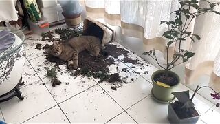 Cat Hating the Smell of Coffee! 8