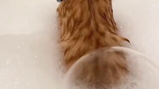 Cat Sleeping in a Perfect Circle! 13