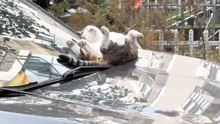 Cat Stealing a Piece of Broccoli! 8