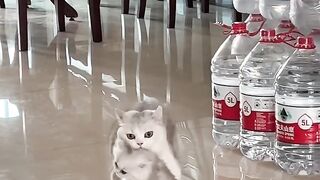 Cat Chattering at the Laser Dot! 8