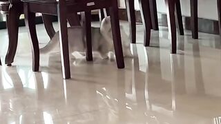 Cat Doing a Big Morning Stretch! 10