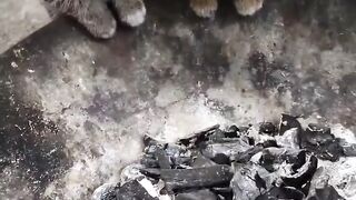 Cat Trying to Open a Cabinet Door! 10