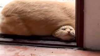 Cat Scared by a Toaster Popping! 8