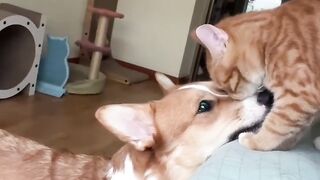 Cat Loving the Hair Dryer Warmth! 9