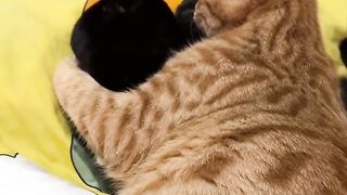 Cat Wearing a Tiny Winter Hat! 9