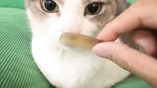 Cat Trying to Catch the Wiper Blades! 11