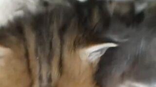 Cat Sitting Like a Boss on the Couch! 10