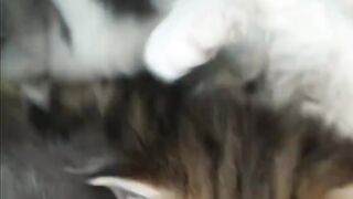 Cat Purring While Eating! 11