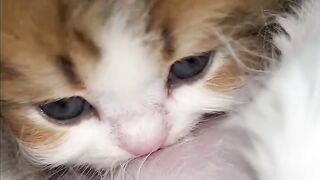 Cat Stealing the Dog's Bone! 20