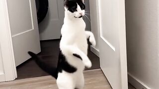 Cat Rolling in Fresh Catnip! 11