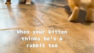 Funniest Cat Fails of 2026! 😂 14