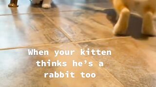 You Won't Believe What This Cat Did! 12