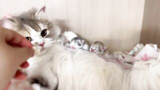Cutest Kitten Meowing for 1 Minute! 12