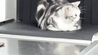 Ninja Cat Jumping Level 999! 13