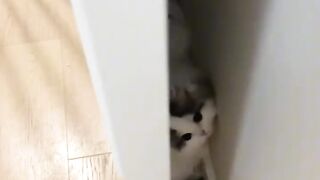 Hilarious Cat Scared of Cucumber! 12