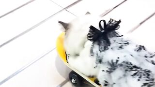 Trying Not To Laugh at This Cat! 11