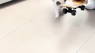 This Cat Thinks He is a Dog! 11