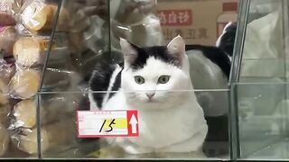 Sleeping Kitten Dreams are the Cutest! 11