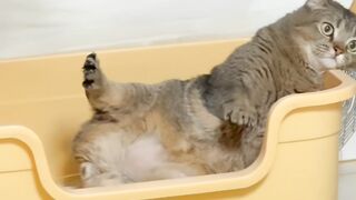 Cat vs Mirror: Epic Battle! 😂 12