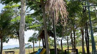 Rice field 5