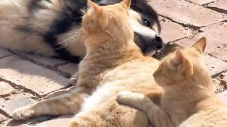 The Most Beautiful Fluffy Cat Ever! 14
