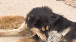 Cat Steals Dog's Bed! Boss Feline! 12