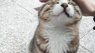 Crazy 3 AM Cat Zoomies Caught on Tape! 12